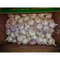 Différentes tailles Normal White Garlic New Crop 2019